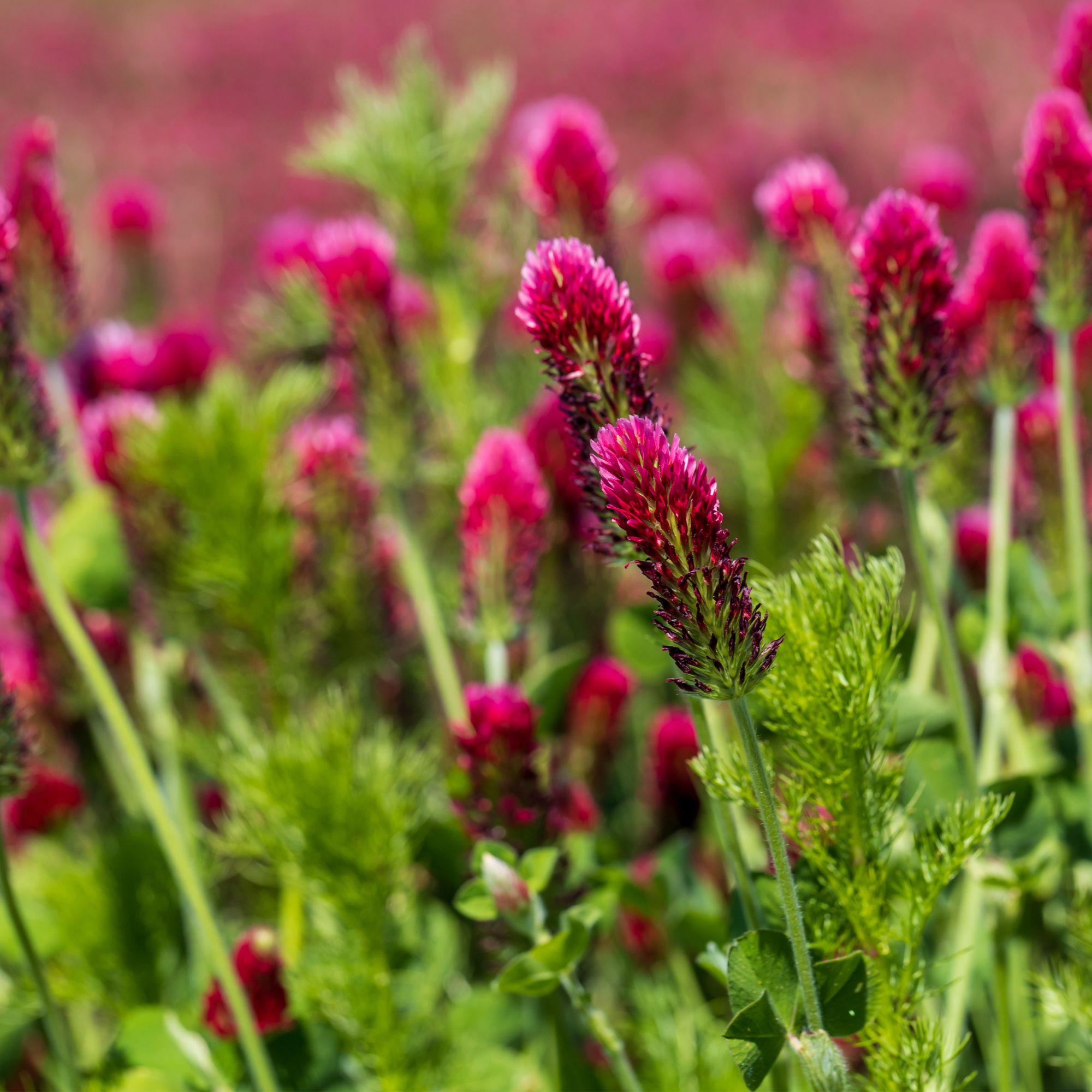 Crimson Clover - 4 g Packet ~700 Seeds - Cover Crop, Non-GMO, Clay Coated - Buy Non-GMO Trifolium incarnatum Farm & Gardening Se